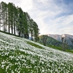 esc_20190516 Golica